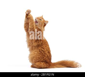 chat doux au gingembre adulte a levé sa patte avant sur un fond blanc, mignon animal ludique, look et bouche ouverte, dents visibles Banque D'Images