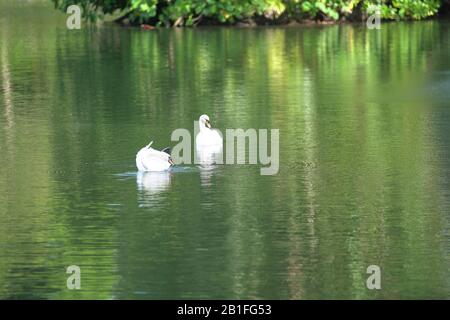 Le cygne blanc dans le lac Banque D'Images