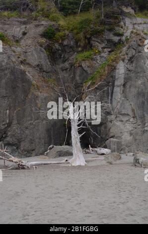 Niveaux de gris : Gris overtones consommer Ruby beach dans l'état de Washington. Banque D'Images