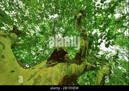 Impressionnante couronne d'arbre Banque D'Images