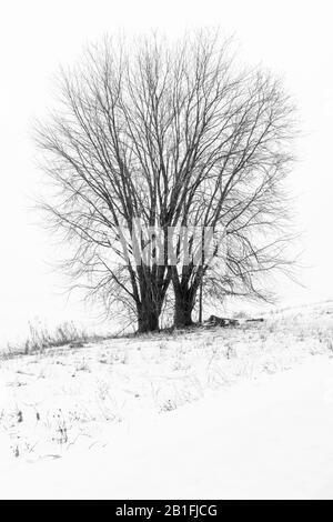 Maple Tree à flanc de colline par temps brouillard, hiver, est de l'Amérique du Nord, par Dominique Braud/Dembinsky photo Assoc Banque D'Images