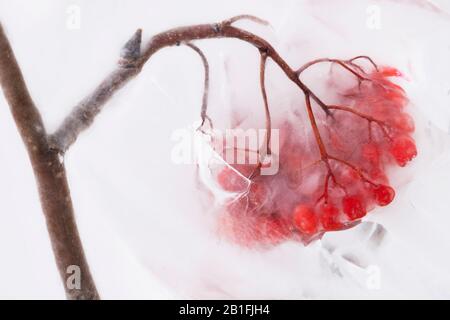 Les baies américaines de cendres de montagne (Sorbus americana) enfermées dans la glace, janvier, lac supérieur, comté de Cook, MN, États-Unis, par Dominique Braud/Dembinsky photo Asso Banque D'Images