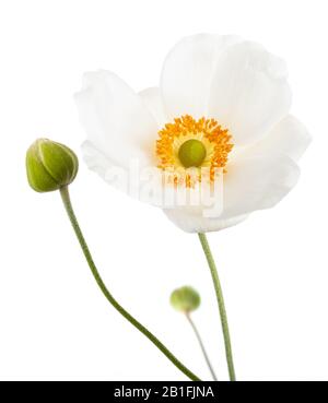 Blanc Anemone japonica isolé sur fond blanc Banque D'Images