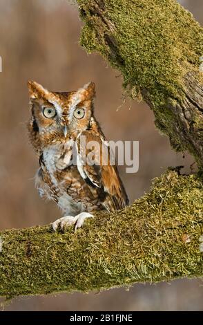 Hibou de la Table commune (Megascops asio) phase roufeuse ou rouge, automne, est des États-Unis, par Skip Moody/Dembinsky photo Assoc Banque D'Images