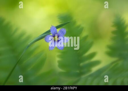Fleur d'herbe aux yeux bleus avec fond de fougères vertes Banque D'Images