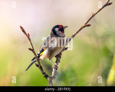 Un Chardonneret perché sur une branche dans un arbre de la cerise à la recherche de nourriture dans un jardin en Alsager Cheshire England Royaume-Uni Banque D'Images