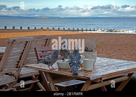 Portobello, Édimbourg, Écosse, Royaume-Uni. 25 février 2020. Nuages spectaculaires certains porteurs de averses de pluie sur East Lothian comme une femme vêtue de manteau rouge se trouve sur les groins en regardant les vagues s'écraser sur la rive. À une table de café trois pigeons feraux choisir le bol de partage restes avant qu'il soit éliminé. Crédit: Arch White/Alay Live News Banque D'Images