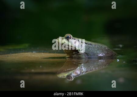 Vue de profil et réflexion de la grenouille verte dans l'eau Banque D'Images