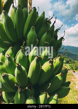 Branche banane avec un tas de bananes vertes qui poussent dans les hautes terres de la jungle Banque D'Images