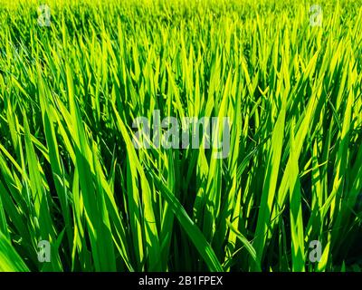 Champ de riz, germes de riz verts dans la prairie. Gros plan sur le riz Banque D'Images