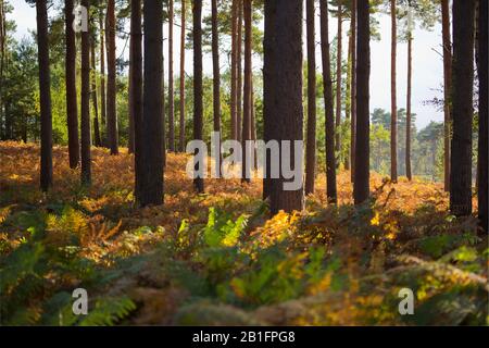 Le soleil d'Aurtumn dans une forêt de conifères matures avec saulen et bruyère tournant l'or Banque D'Images