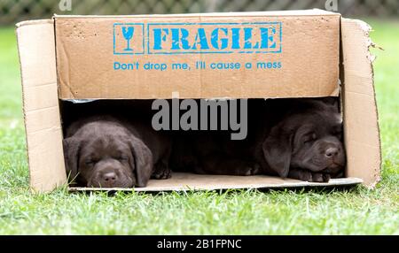 Des chiots de sept semaines au chocolat Labrador dormant dans une boîte en carton Banque D'Images