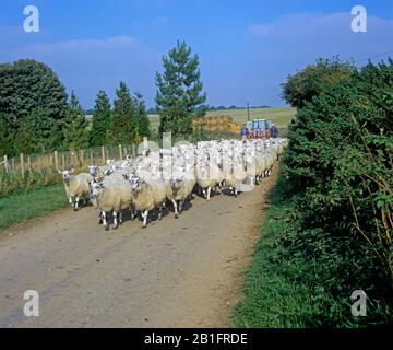 Le mouton mule du nord de l'Angleterre est conduit le long d'une petite route de campagne dans le Berkshire suivi de bergers et d'un tracteur Banque D'Images