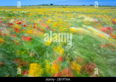 Fleurs fleuries au printemps déplacé par le vent dans un champ près d'Alentejo. Portugal, Europe. Banque D'Images