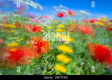 Fleurs fleuries au printemps déplacé par le vent dans un champ près d'Alentejo. Portugal, Europe. Banque D'Images