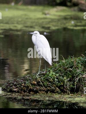Vue de profil de l'oiseau de Little Egret se tenant sur le feuillage près de l'eau avec un fond bokeh dans son environnement et ses environs. Banque D'Images