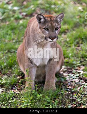 Vue rapprochée de l'animal de Panther avec fond de feuillage dans son environnement et ses environs. Banque D'Images