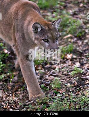 Vue rapprochée de l'animal de Panther avec fond de feuillage dans son environnement et ses environs. Banque D'Images