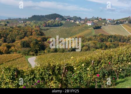 Magnifiques vignobles de Stajerska Slovénie, zone de production de vin. Vue sur vignes vertes, des collines, des caves. Steyer wine area. L'agriculture naturelle Banque D'Images