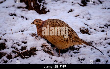 Faisan féminin (Phasianus colchicus) dans la neige, South Lanarkshire, Écosse Banque D'Images