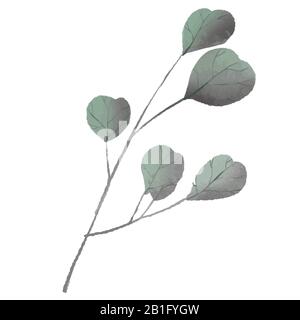 Eucalyptus argent dollar vert, gomme feuillage feuilles naturelles branches design art éléments tropicaux ensemble paquet dessiné à la main dans le style aquarelle. Banque D'Images