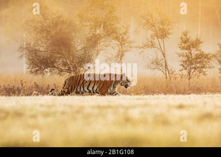 Grand mâle tigre dans l'habitat de la nature. Tiger Walk pendant le temps de lumière dorée. Le tigre court derrière la proie. Chasser la proie en tajga en été Banque D'Images