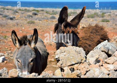 Ânes sur l'île de la province de Favignana de trapani Italie Banque D'Images