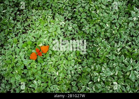 Conception pour les affaires - lien ou diversité, inclusion, adoption dans une équipe, défi. Feuille rouge sur l'arrière-plan des feuilles vertes. Banque D'Images