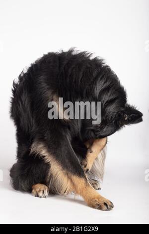 jeune bordure collie mélange chien léchant son tissu assis sur fond blanc Banque D'Images