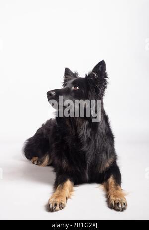 Belle femelle noire de Border Collie mélange couché sur le sol regardant vers le haut sur fond blanc. Banque D'Images