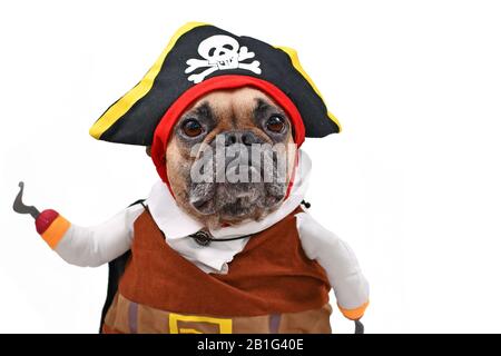Chien français Bulldog vêtu d'un drôle de costume de pirate avec chapeau et faux bras de crochet, isolé sur fond blanc Banque D'Images