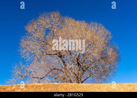Bald arbre dans la petite ville de Suques sur la route nationale 52, haute altitude Andes, Puna désert, Province de Jujuy, NW Argentine, Amérique latine Banque D'Images