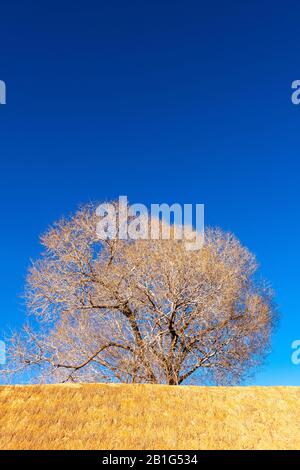 Bald arbre dans la petite ville de Suques sur la route nationale 52, haute altitude Andes, Puna désert, Province de Jujuy, NW Argentine, Amérique latine Banque D'Images