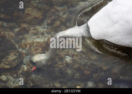 Swan avec sa tête s'est plongée sous l'eau cristalline de la rivière Limmat à Zurich. Swan à la recherche de nourriture sous l'eau. Banque D'Images