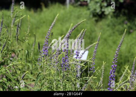 Champ de fleur plein de fleurs de sauge violette (salvia). Fleurs fleuries pendant une journée de printemps. En arrière-plan il y a de l'herbe verte. Gros plan photo couleur. Banque D'Images