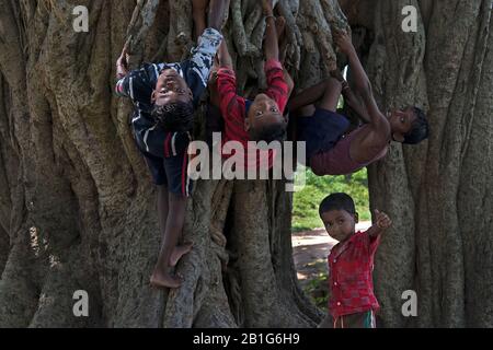 L'image des jeunes garçons jouant sur l'arbre dans le village de Purulia, Bengale occidental, Inde, Asie Banque D'Images