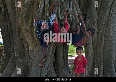 L'image des jeunes garçons jouant sur l'arbre dans le village de Purulia, Bengale occidental, Inde, Asie Banque D'Images