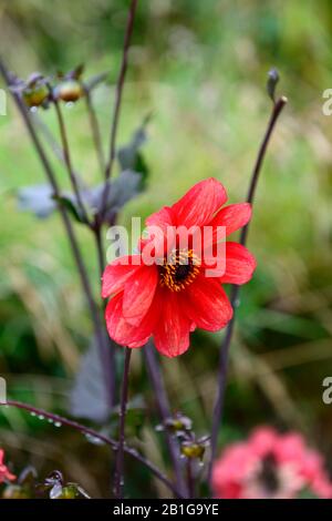 Dahlia,dahlias,plantules,fleurs rouges orangées,fleurs,fleurs,RM florales Banque D'Images