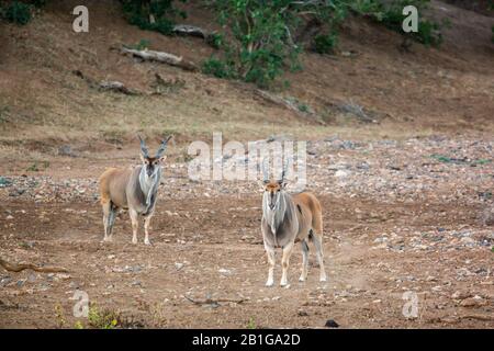 Deux Elands mâles communs marchant sur la rive du fleuve dans le parc national Kruger, Afrique du Sud ; la famille Specie Taurotragus oryx de Bovidae Banque D'Images