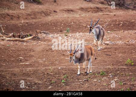 Deux Elands mâles communs marchant sur la rive du fleuve dans le parc national Kruger, Afrique du Sud ; la famille Specie Taurotragus oryx de Bovidae Banque D'Images