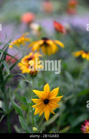 Rudbeckia,rudbeckia,fleurs,fleurs,fleurs,fleurs,rudbeckias,RM Floral Banque D'Images