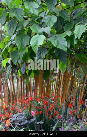 Phyllostachys vivax aureocaulis,bambou de bois chinois doré,bambous,structure,plante structurale,plantes,RM Floral Banque D'Images