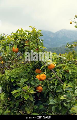 Branche de naranjas frais sur un arbre dans l'île mediteranean de Majorque sélective Focus Banque D'Images