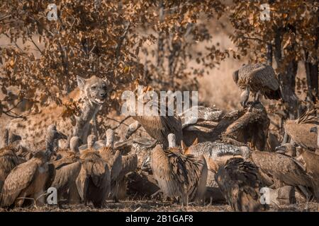 Hyena tachetée partageant la carcasse de girafe avec des vautours à dos blanc dans le parc national Kruger, Afrique du Sud ; famille de Cie Crocuta crocuta de Hyaenidae Banque D'Images