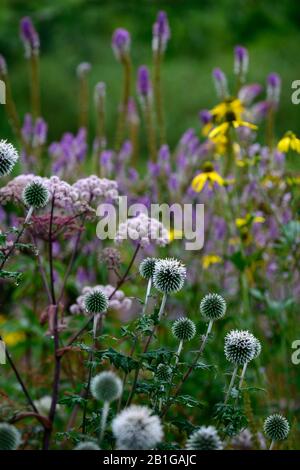 Echinops ritro, globe thistle, fleur, fleurs, tête de fleurs, bleu, vivaces, vivaces, chardons, RM Floral Banque D'Images