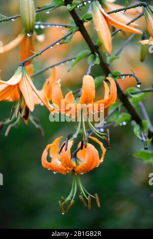 Lilium henryi,lily,fleurs,fleurs,orange mouchetée,marques,plantes,portraits,libre,les turcs,Henry's lily,floral RM Banque D'Images