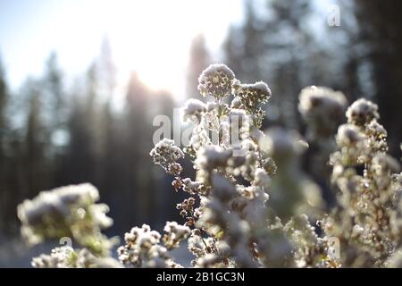 Une mousse dépolie dans un film de contre-jour. Banque D'Images