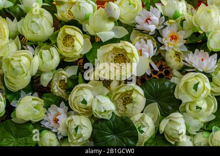 belles fleurs ou fleurs de nénuphars de couleur pâle sur le spectacle dans une image rapprochée adaptée à un arrière-plan. Banque D'Images