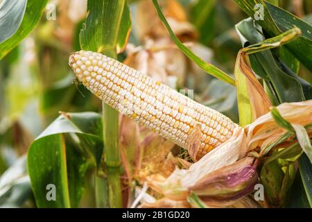 Des épis de maïs à grains blancs de plus en plus domaine agricoles cultivées, selective focus Banque D'Images