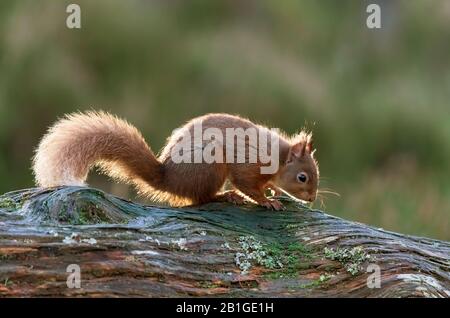 L'écureuil roux, Sciurus vulgaris Banque D'Images